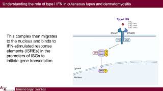 Understanding Type I IFN in Cutaneous Lupus amp Dermatomyositis Toward Better Therapeutics [upl. by Onailil976]