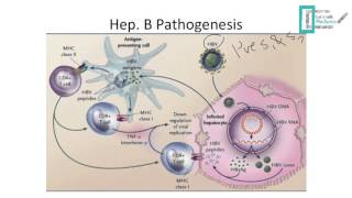 Viral Hepatitis [upl. by Kurzawa]