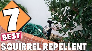 Top 7 Best Squirrel Repellents of 2024 Keep Squirrels Away [upl. by Lefkowitz]