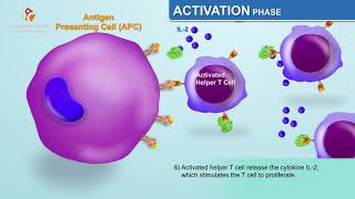 The Humoral Immune Response  Immunology Animations [upl. by Trinia]