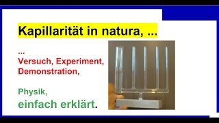 Kapillarität in natura Versuch Experiment Demonstration Physik [upl. by Mathe]