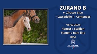 Foal AuctionFalsterbo Horse Show  Nr 10 Zurano B [upl. by Llemor]