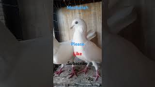 A new kabutr status kbutr pigeon viral short yt trending top highflyer kabili status short [upl. by Grimes]