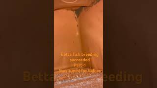 Betta fish breeding betta bettafish bettabreedingtank [upl. by Alyar175]