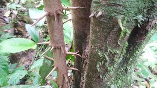 Flacourtia jangomas  foraging for spiny Indian Plum in Borneo jungle [upl. by Pearse103]