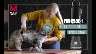 MOSER Max45  How to groom a dog with thick hair  MOSER Animal [upl. by Cassady]