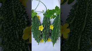 Kaveri seeds Bitter gourd ROSHAN contact Srinivas seeds Vijayawada cell 9963934488 [upl. by Powe674]