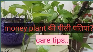 Money plant care tips ।। Money plant ki leaves yellow kyun hoti hai moneyplant moneyplantcare [upl. by Enneiviv]