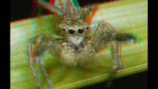 3D Anaglyph of Insects [upl. by Ryhpez]