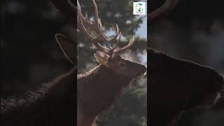 👀🦌BIGGEST Elk Bugle EVER Heard on a Cold Morning shorts elk elkhunting animals wildlife [upl. by Hairej]