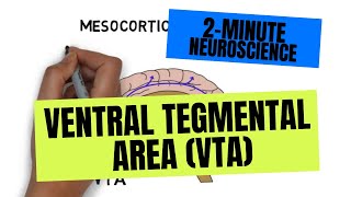 2Minute Neuroscience Ventral Tegmental Area VTA [upl. by Sheba]