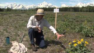 Wyoming Signature Feature Butterfly Research at AMK Ranch UWNPS Research Station [upl. by Aubree944]