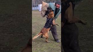 🔥Powerful attack STRAZHODESSA Fearless defender Malinois Cerberus Dog training GUARD Odessa [upl. by Ennayr507]