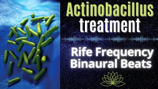 Actinobacillus treatment  Healing Rife Frequency  Binaural Beats [upl. by Sivek498]