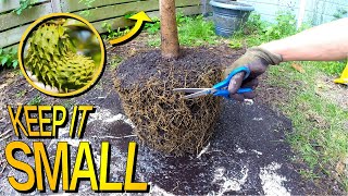 How To Prune A Soursop Tree Grown In A Pot [upl. by Tega]