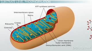 Substrate level Phosphorylation and Oxidative Phosphorylation [upl. by Rdnaskela]