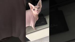 funny hotcat funnyanimals werecat funnypets [upl. by Alaj]