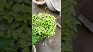 Ajwain Plant  Oregano Plant shorts gardening [upl. by Aser321]