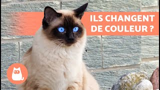 10 CURIOSITES sur les CHATS SIAMOIS 🐱🐾 INCROYABLES [upl. by Einomrah405]