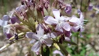 Saponaria officinalis a planta sabão [upl. by Willy]