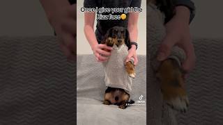 Weens with Rizzwienerdogs viralvideo comedy funny fyp cute louieandbella dancingdogs [upl. by Anitsugua]