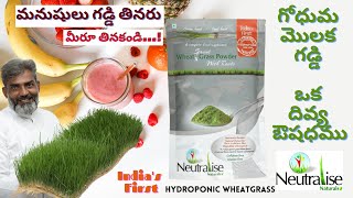 What is Wheatgrass Juice Powder Benefits Explained By Dr Berg [upl. by Docila]