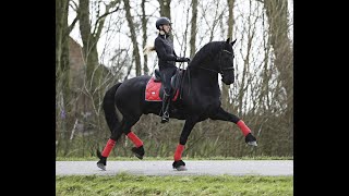 Stal Okkemas Tjardo Jerke x Beart  Gelding  2014  167m [upl. by Bigot]