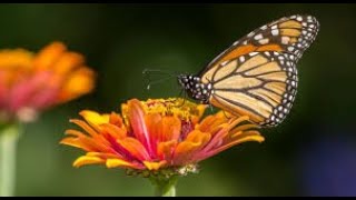 Las MARIPOSAS un viaje educativo viralvideo animales video animals [upl. by Landis724]