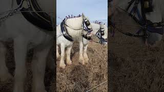 Traditional Horse Ploughing at the 73rd British National Ploughing Championships 13th October 2024 [upl. by Aleakam]