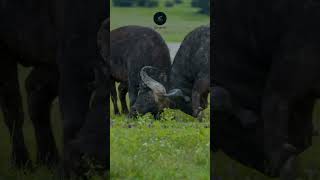 Epic Buffalo Battle Two Giants Clash on the Maasai Mara Plains [upl. by Htaek768]