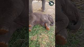 එයාගේ කෝළම් බලන්න කෝ 🤣❤🐘 elephante animals wildanimals [upl. by Borroff]