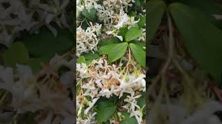 Trachelospermum jasminoides nature beautiful shorts zen tao enjoy beautiful flowers spring [upl. by Joub]