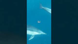 Dolphins Echo Location Unveiling the Secrets of Underwater Communication [upl. by Rednasxela]