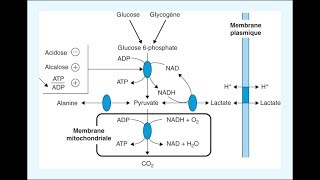 MUSCULATION ET TROUBLES DU MÉTABOLISME LACIDOSE LACTIQUE [upl. by Otecina985]