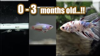 BETTA fish GROWTH  from Eggs  3 months [upl. by Saidee]