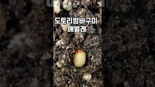 도토리를 주웠어요 헉도토리밤바구미애벌레도토리Acorn weevilnut weevil [upl. by Cynera]