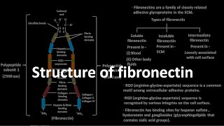 Structure of fibronectin [upl. by Hansel]