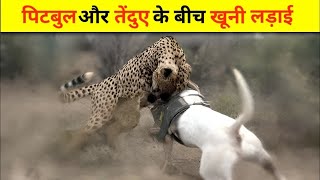 पिटबुल और तेंदुआ में हुई खुनी लड़ाई  Pitbull Vs Leopard Who Would Win [upl. by Behah463]