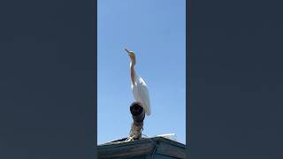 Wild Egrets That FOREVER Changed The American West [upl. by Nwahsav]