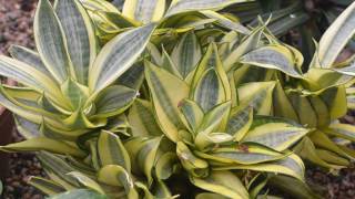 Sansevieria Trifasciata Golden Hahnii a Beautiful Succulents [upl. by Anthony713]