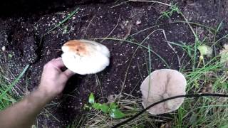 Pluteus Cervinus mushrooms aka pink bottoms deer mushroom fawn mushroom [upl. by Cj481]