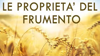 Proprietà del Frumento  Tutto quello che cè da sapere sul Grano [upl. by Aitnuahs446]