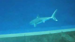 Great White Shark in Aquarium [upl. by Subocaj]