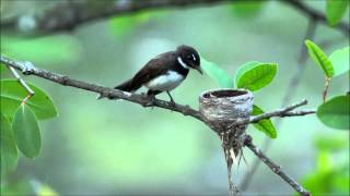 Pied Fantail feeding [upl. by Icnarf]