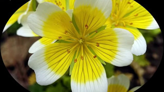 Limnanthes douglasii  Fleur des marais  Planteauxoeufspochés [upl. by Indys907]