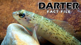 Darter Fish Facts a DARTING Fish 🐟 Animal Fact Files [upl. by Vladi45]