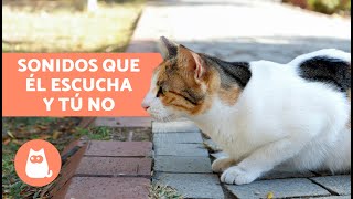 6 SONIDOS que SOLO ESCUCHAN LOS GATOS y los humanos no 🐱💥 [upl. by Mattie]