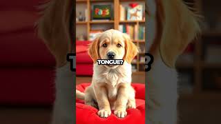 Can You Ace This Dog Trivia Challenge 🐶 Shorts [upl. by Yaresed579]