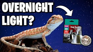 Do Bearded Dragons Need Lights at Night [upl. by Rosina726]