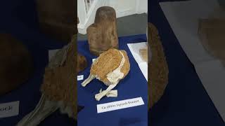 Display during Unveiling Rural Milliners presentation at the Fall Fashion and Textile Symposium [upl. by Christel]